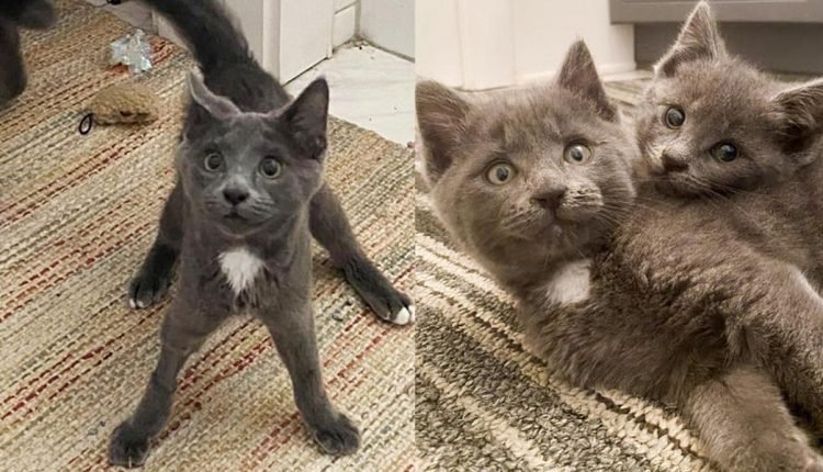 The kittens are born outside with wobbly feet, and Nestle turns into a woman and tries to win her over

