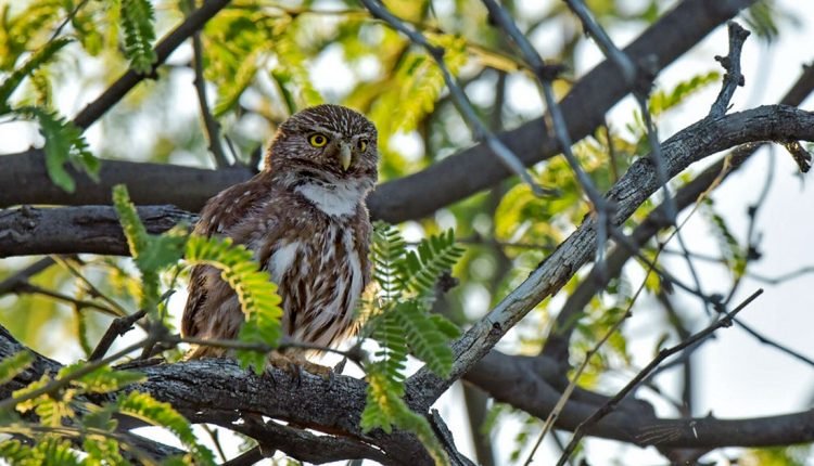 This Tiny Desert Raptor will soon regain Federal Protection

