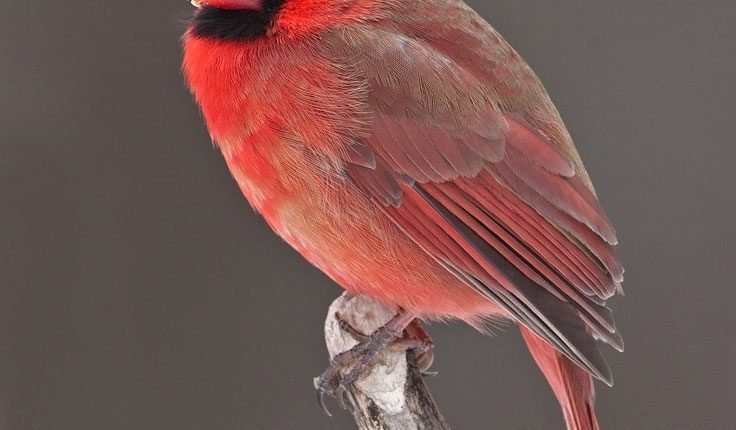 Top Music and Hollywood Artists Join Forces on “The Birdsong Project” to Benefit the National Audubon Society in Celebrating and Protecting Birds

