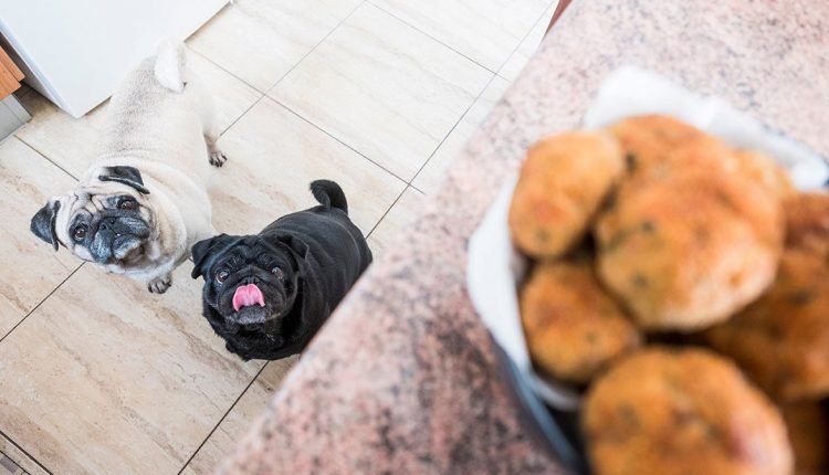 What your puppy should never eat

