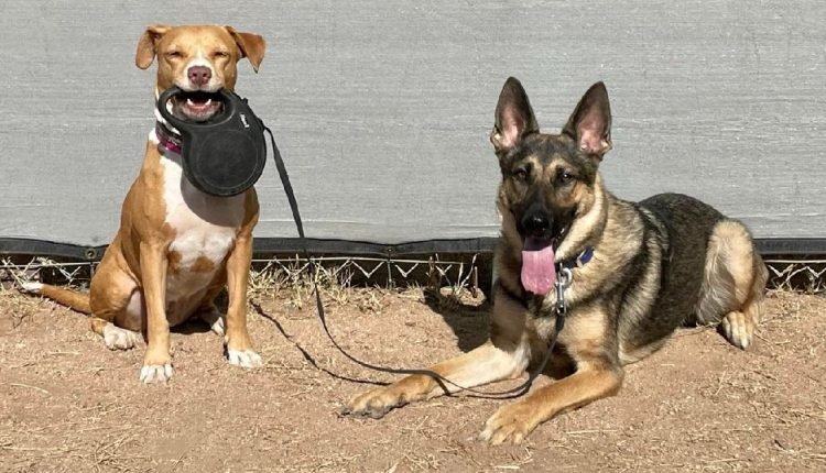 Why You Might Want to Reconsider Using a Retractable Leash

