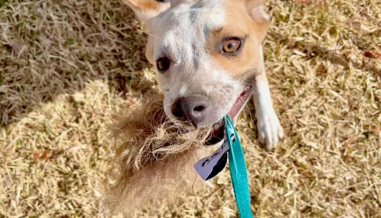  You have to stop!  Interrupting an Unwanted Puppy's Play with an Older Dog

