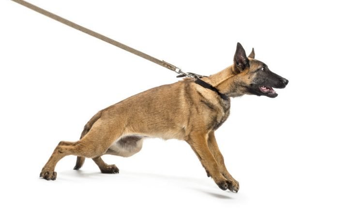 Your dog can hurt himself by pulling too hard on the leash

