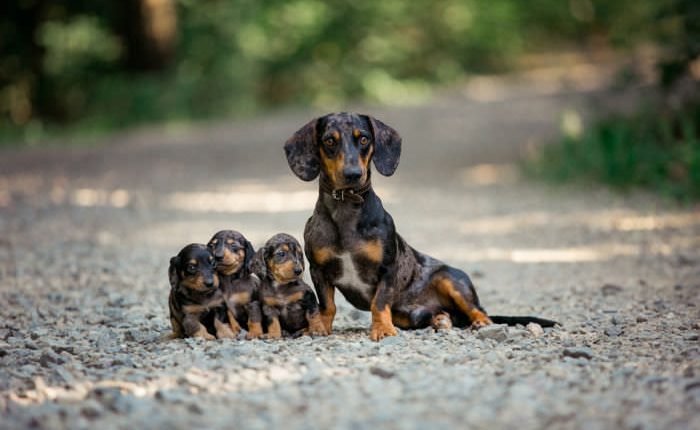 11 Dachshund Breeders in Washington State (WA) - Local Recommendations for Dachshund Lovers

