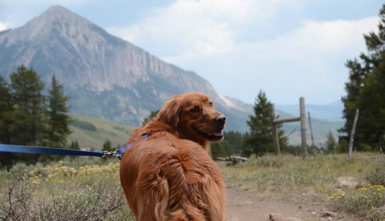 15 Best Dog Breeds For Hiking - PLAY

