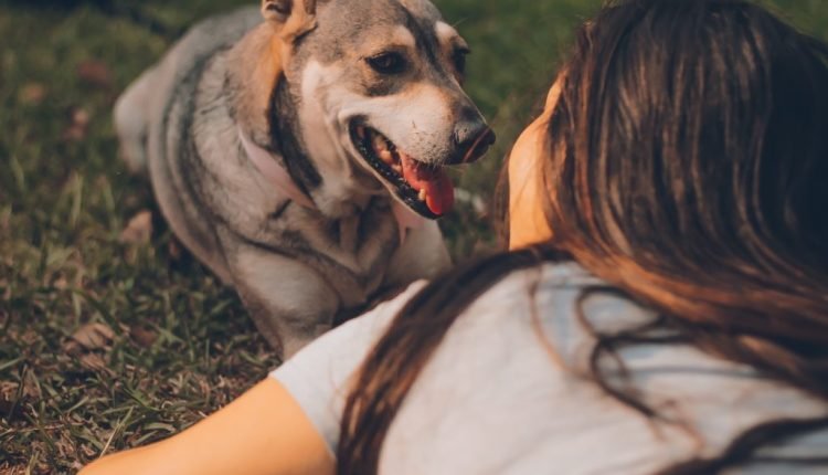 5 ways to strengthen your relationship with your dog


