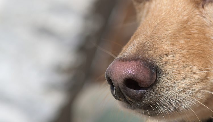 A huge world: book review

