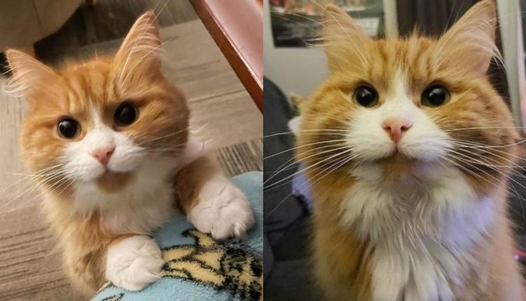 A woman gives a shy cat a home, it turns into the happiest, warm cat

