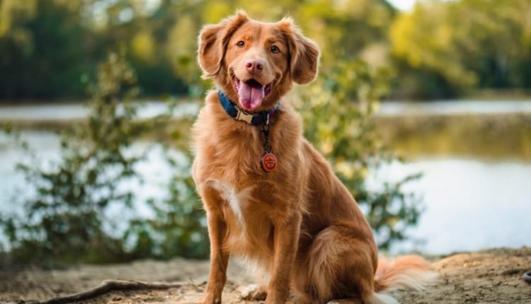 Ask Dr. Aziza: Things to Do to Help Your Dog Live a Long and Happy Life

