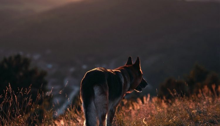  Bonds of Love |  bark

