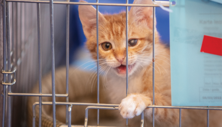 Cat lovers unite for pets in Ukraine

