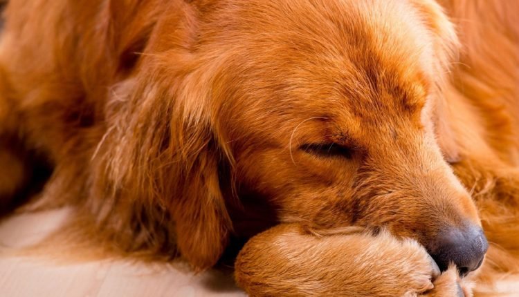 Considerations for becoming an adoptive parent of a pet - PLAY

