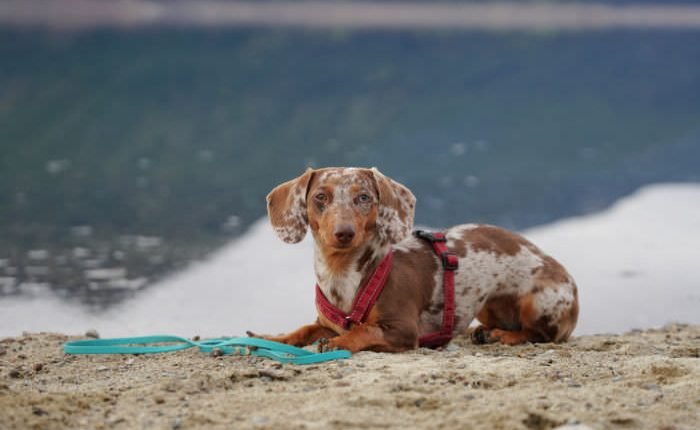 Dog training doesn't have to be like obedience