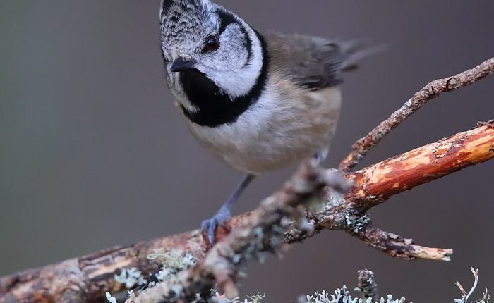 Dreams of recovery for Scotland's rainforest have been given a boost

