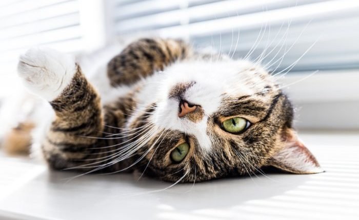 Explanation of strange cat behavior - Katzenworld

