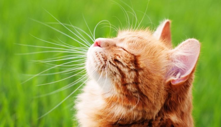 Flourish pet care warns of fatal dangers to pets this summer

