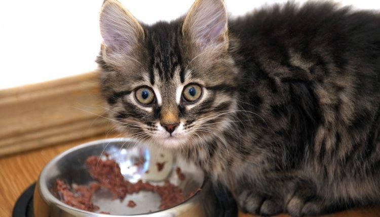 Food Sensitivities and Food Allergies in Cats

