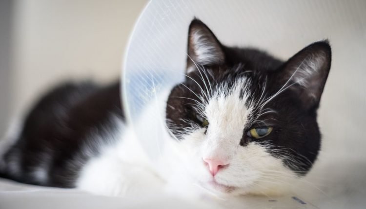 black and white cat wearing vet cone around neck to treat cat wound