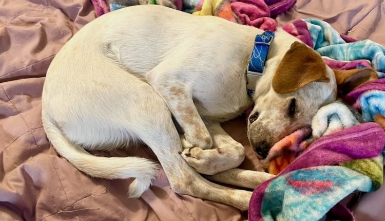 How I taught my dog ​​to sleep later in the morning

