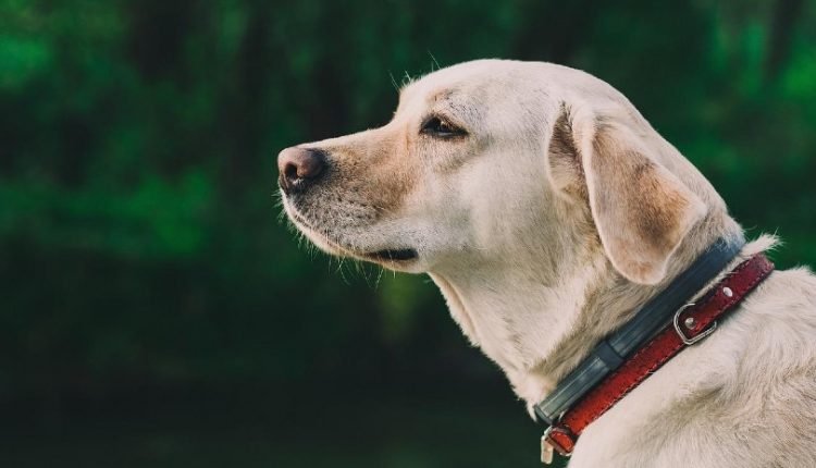 a labrador dog wearing a collar