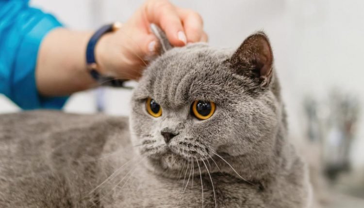 Cat receives First Aid