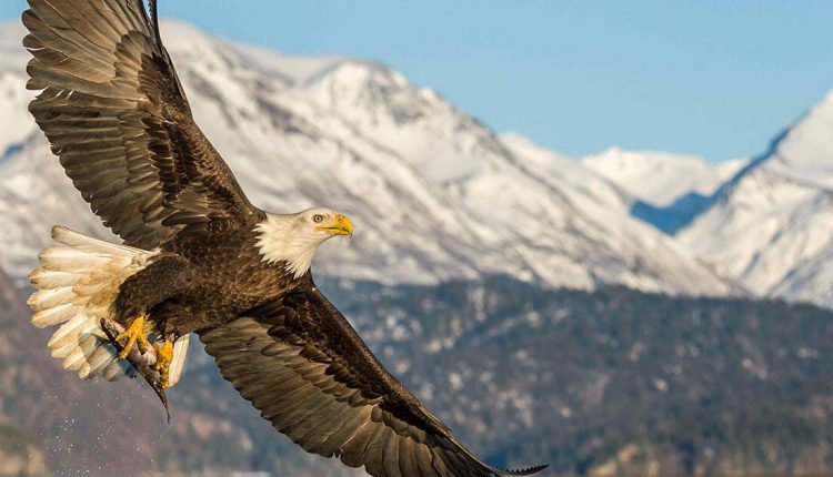 Introducing The Birdsong Project: What the Birds Tell Us

