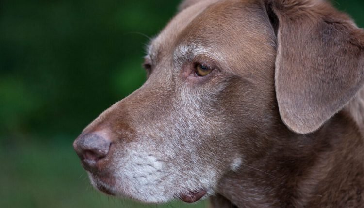  Is it possible to prolong the life of dogs?  Scientists are working on it


