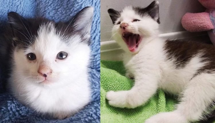 Kitten 'Roars' is making his way out of the fresh air, and now he's zooming and jumping with his crooked limbs

