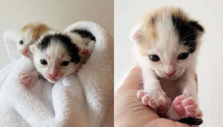 Kittens are found in a tractor trailer full of tires by good people who turn their lives around

