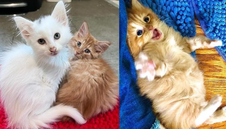 Little kittens of different litters didn't know they needed each other for a woman to seek adoption

