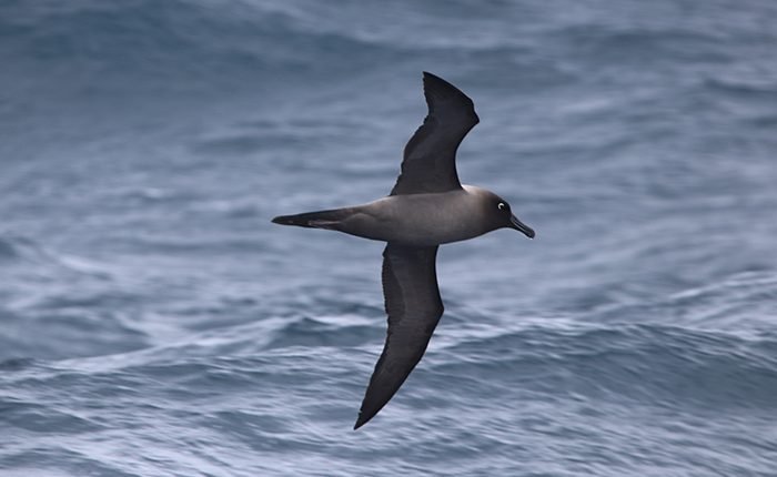 Marion Island: Against the odds

