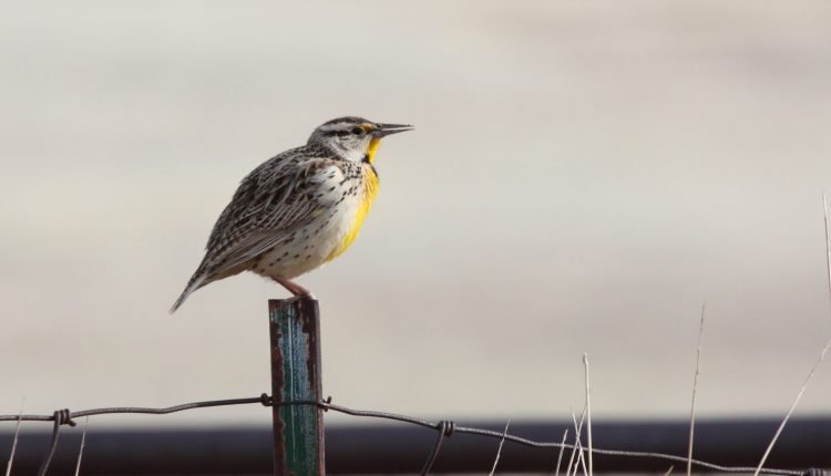 Chihuahuan Meadowlark, checklist