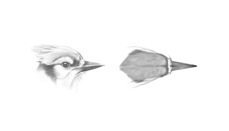 Measuring the Birds of the World using AVONET

