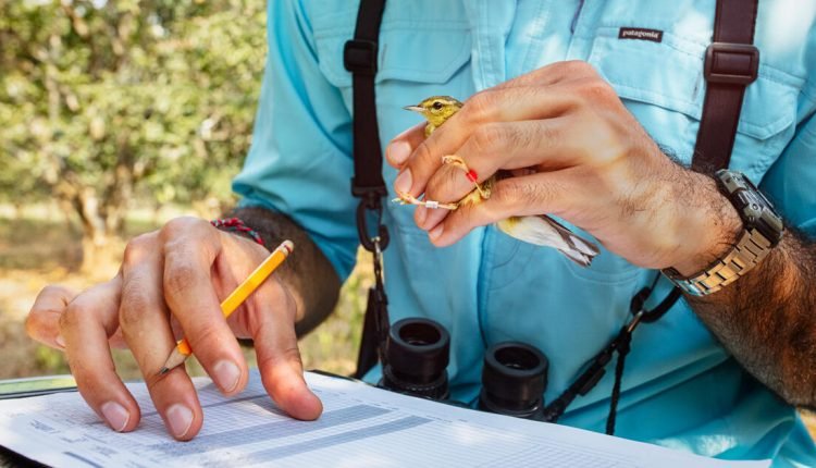 Movebank, Repository for Wildlife Migration Data, Brings the Scientific Community Together

