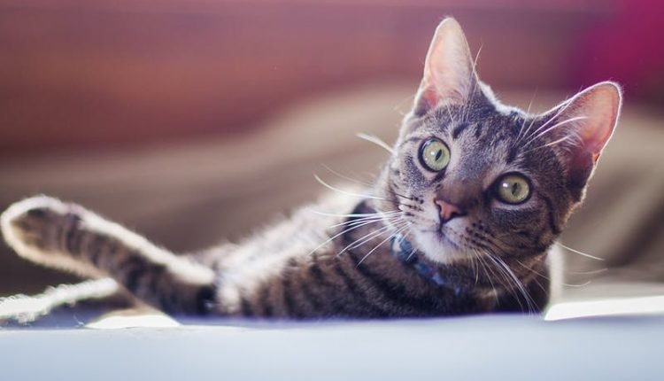 Navigating the Cat's Outer vs. Inner Debate

