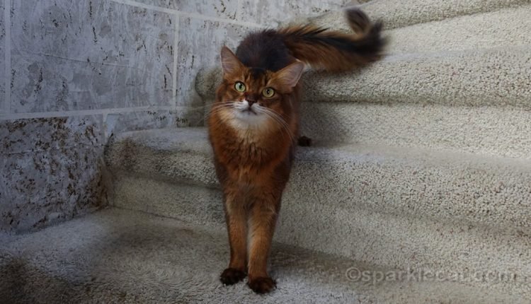 Never do these 5 things to your cat

