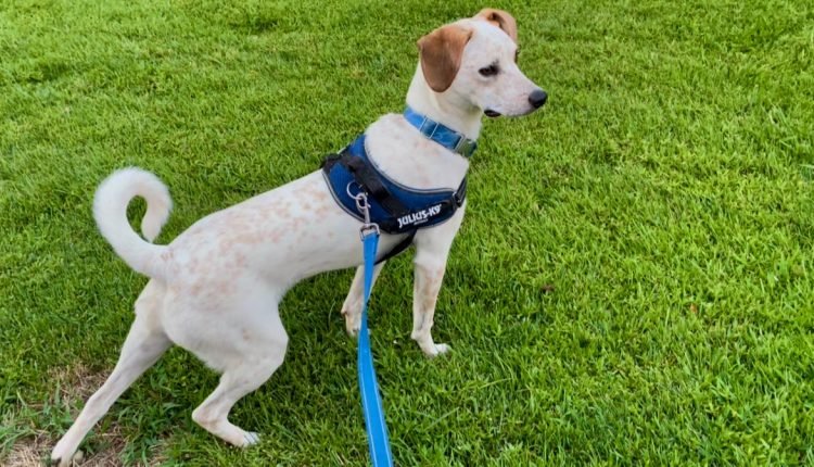  No harassment while walking!  - eileenanddogs

