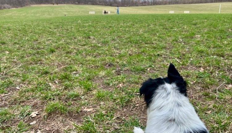  Pass for victory!  - The other end of the leash

