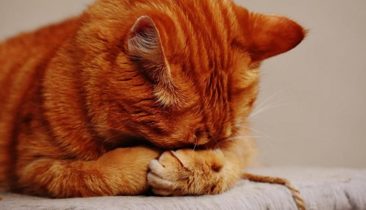 Pet Parents and Separation: Who Gets the Kitten?

