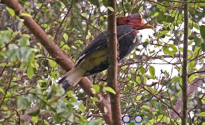 Protecting Hornbills Has Sweet Results for an Indigenous Community in Malaysia

