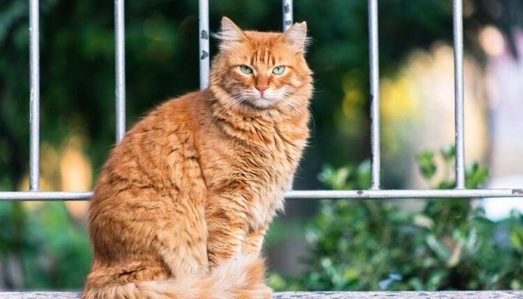 Report from the 2022 EveryCAT Health Foundation Symposium: Raising Awareness of Ownerless Cats

