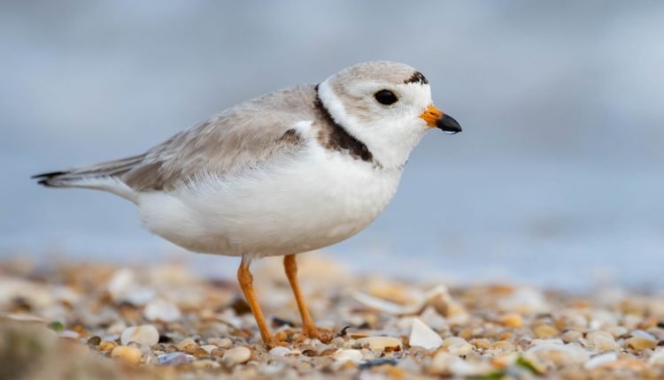 Shorebird eggs and nest destroyed in New York, feds offer rewards for leads

