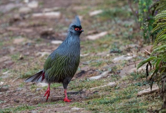 Some Chinese Pheasants – 10,000 Birds

