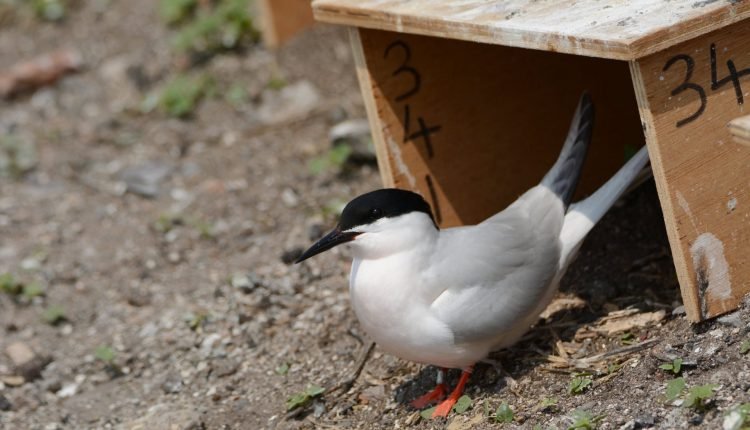 Roseate Tern