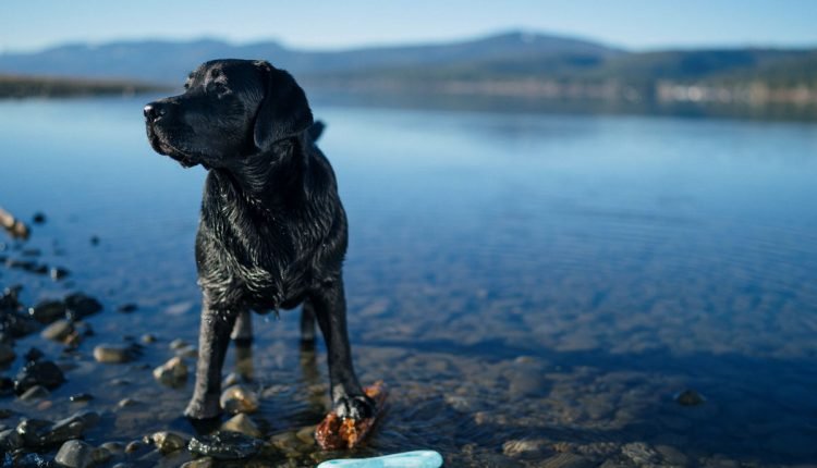 The best outdoor activities to do with your dog – PLAY


