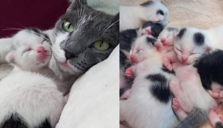 The cat was taken to the rescue for help, and after a few days she brought 6 kittens into the world

