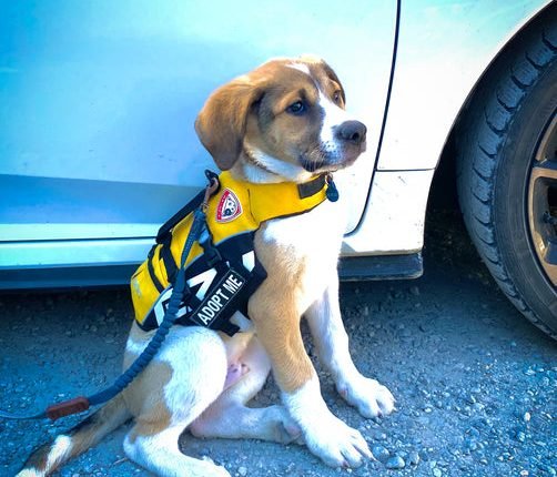 The paradox of the dog rescue world

