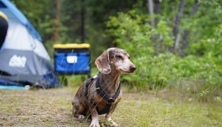 dog camping
