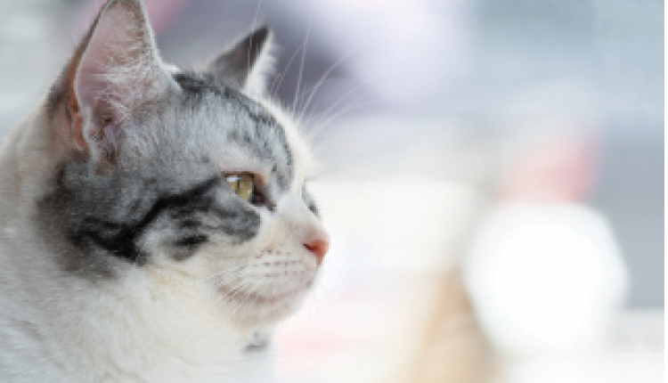 Tomorrow's Cats - Catster

