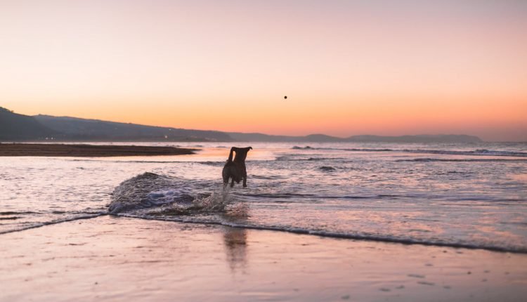 Top 6 Ideas for an Amazing Dog-Friendly Day Trip - PLAY

